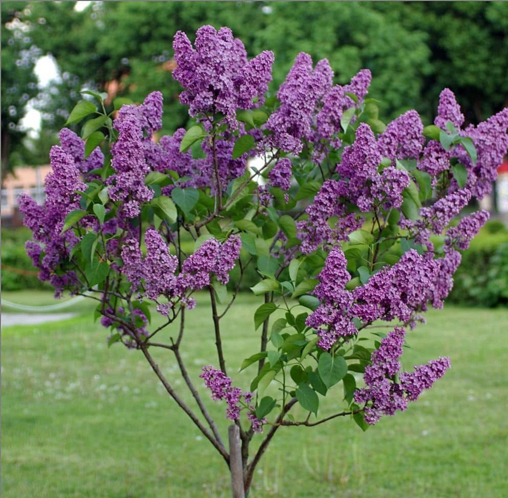 یاس خوشه ای