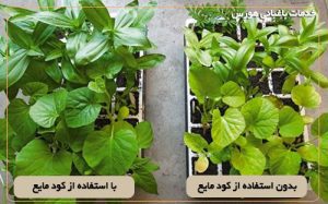 نتیجه استفاده از کود مایع