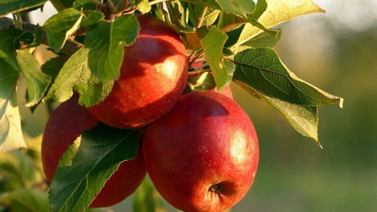 درخت سیب - سیب و روش های پرورش، هرس و جابجایی