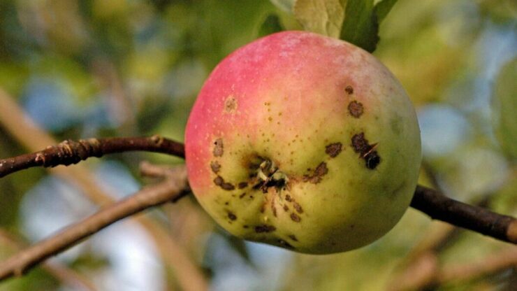 بیماری درخت سیب