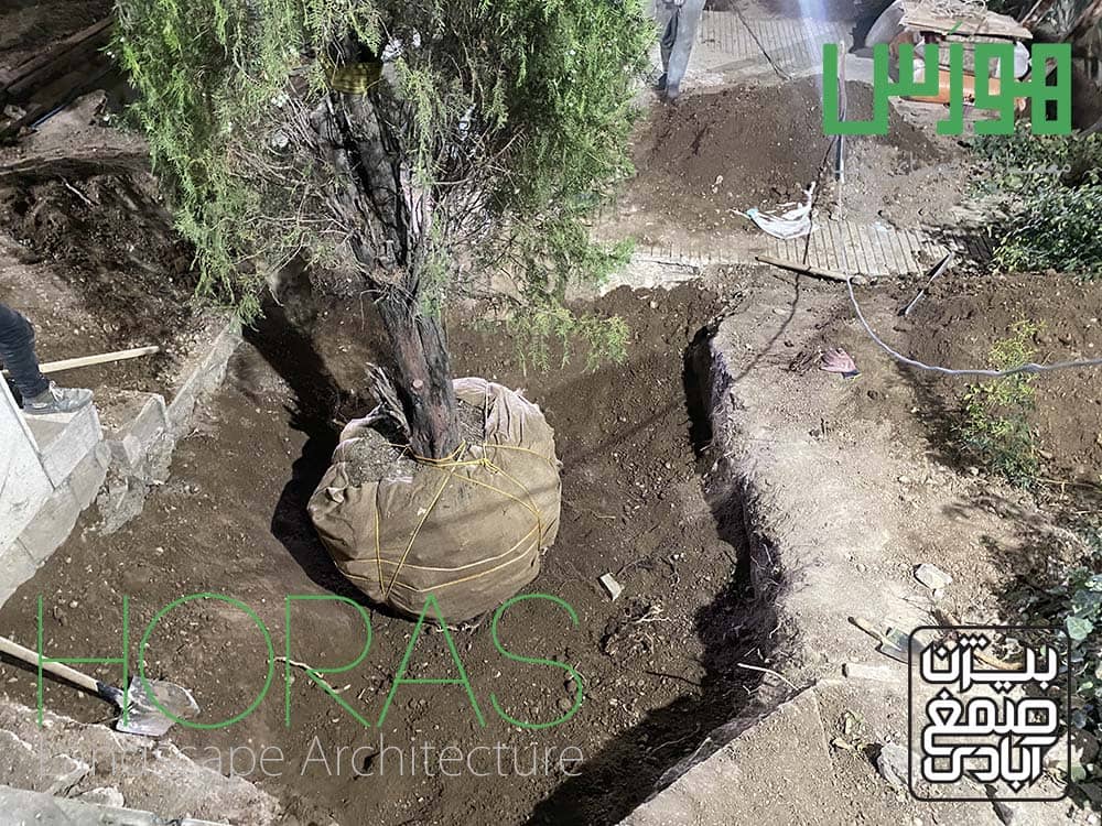 جابجایی درخت در تمام فصول