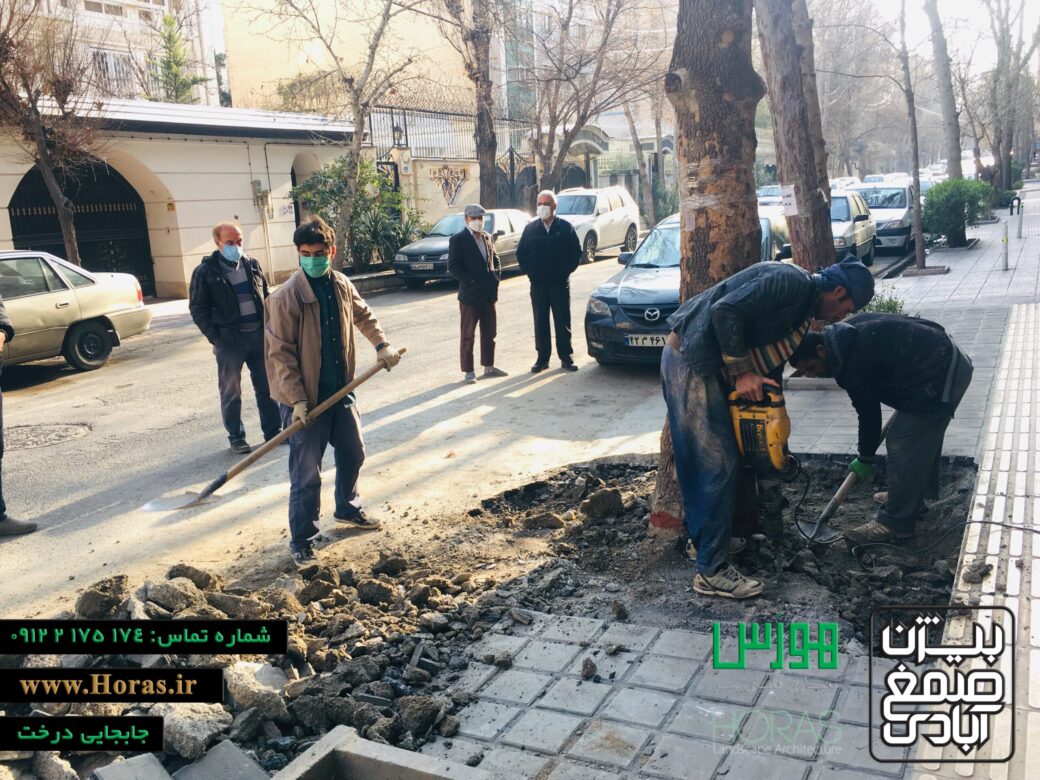 نمونه کار جابجایی درخت در تهرانپارس