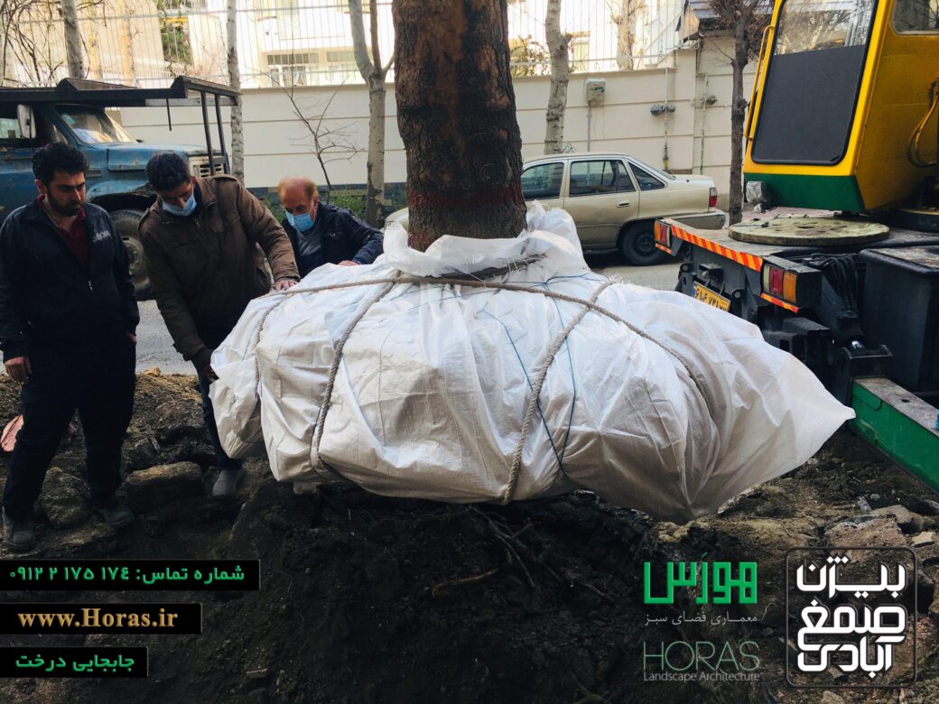 نمونه کار جابجایی درخت در تهرانپارس
