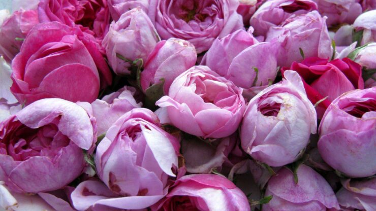 خواص گل محمدی
