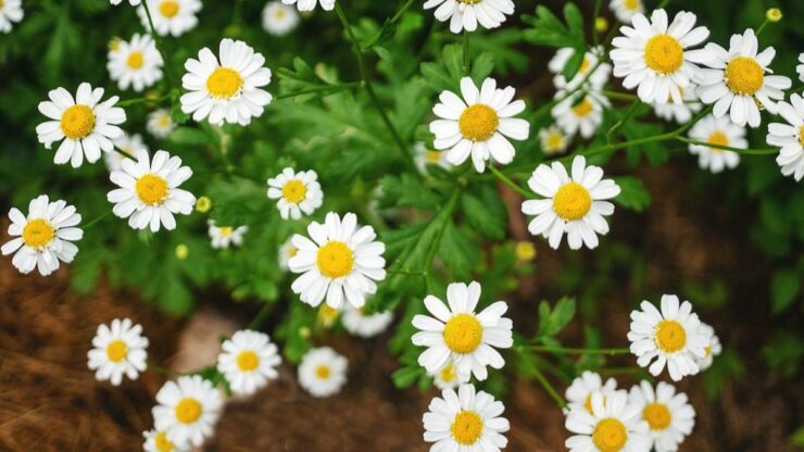 خاصیت دارویی بابونه